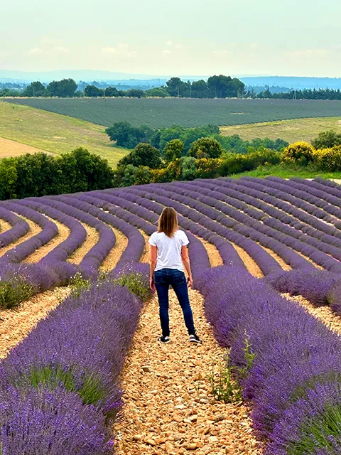 Champs de lavande sur le plateau de Valensole