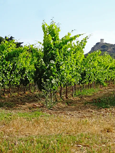 Les vignes sur l'île des Embiez