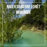 Nager dans la forêt immergée du Lac de Sainte-Croix