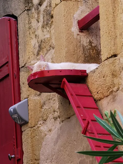 Les chats de Lauris, village du Luberon