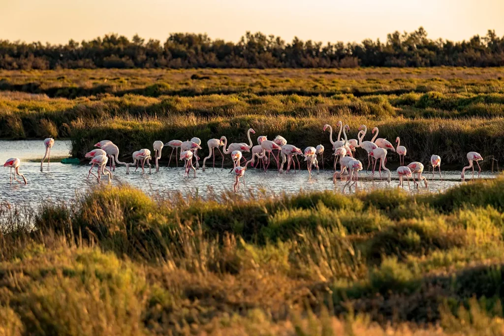 La Camargue est sur le chemin de votre road trip dans le sud de la France en 15 jours