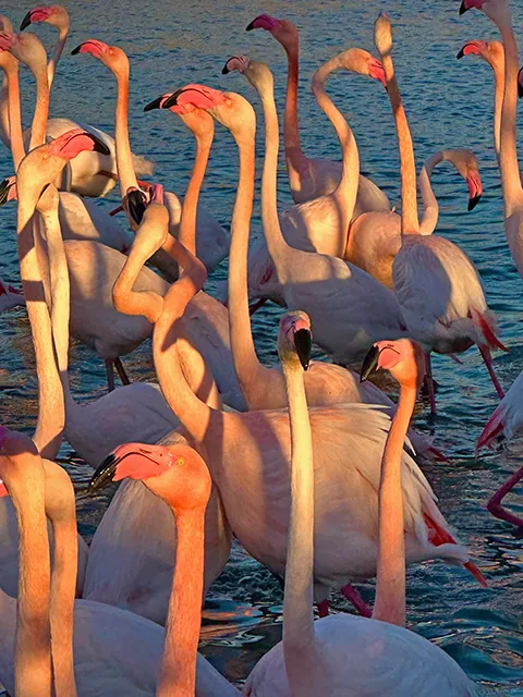 Les flamants roses au Pont de Gau