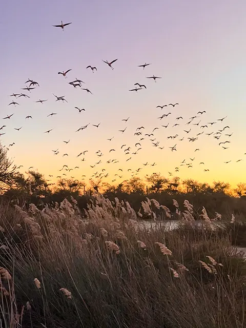 Idée d'activité lors de votre road trip dans le sud de la France : voir les flamants roses