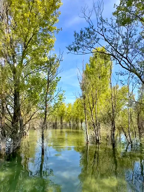 Forêt immergée à l'île de Costebelle