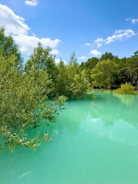 La forêt immergée de la plage de l'Amour au lac de Sainte-Croix