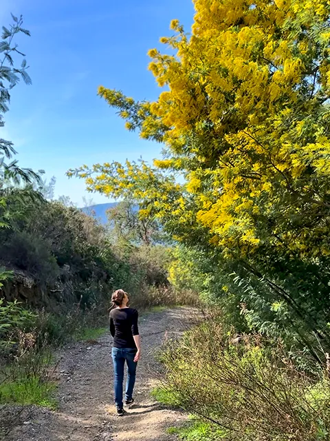 Les mimosas en fleur